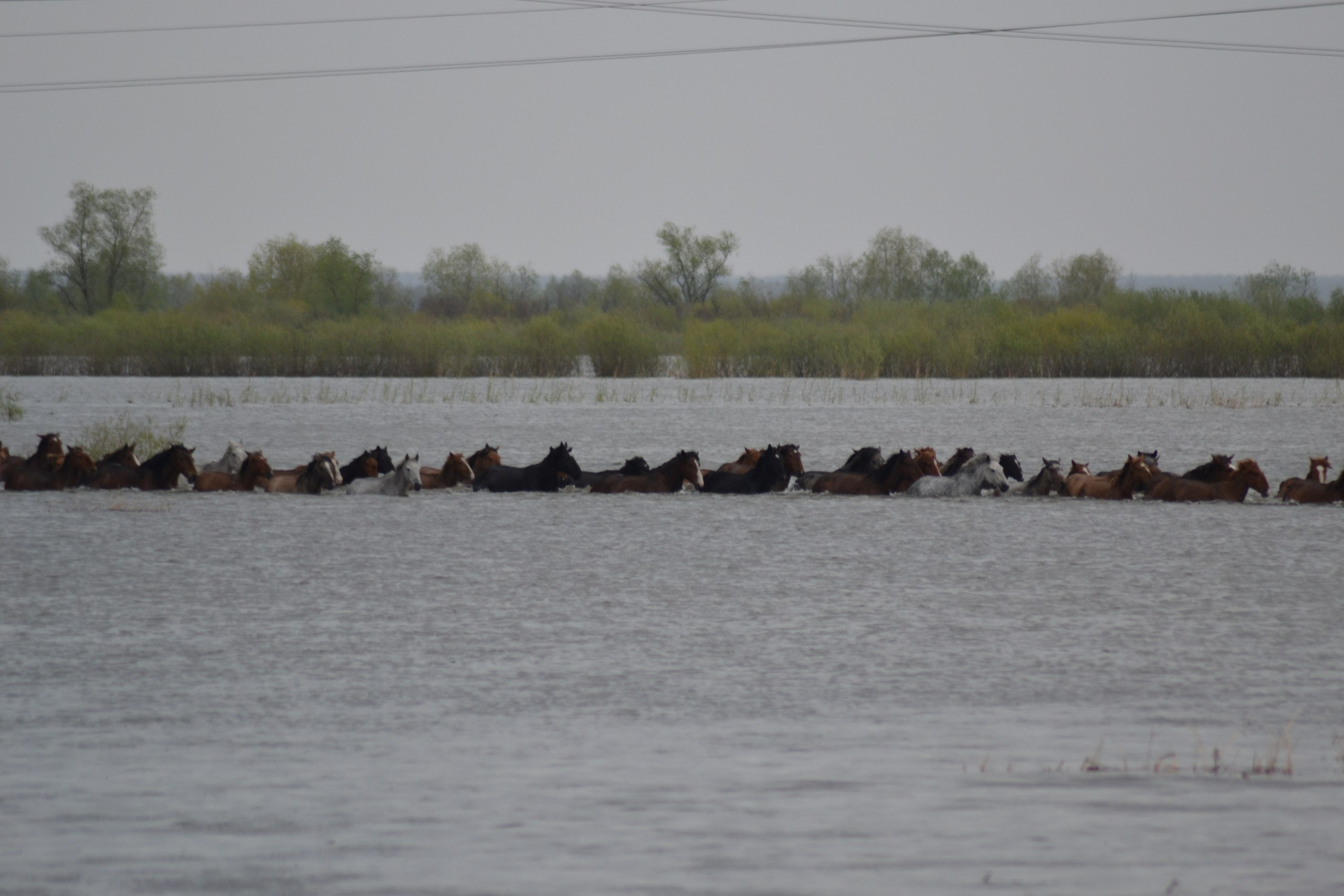 Спасатели помогли целому табуну лошадей добраться на сушу.