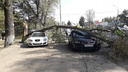 Не под тем деревом припарковались: в Ростове тополь рухнул на две иномарки