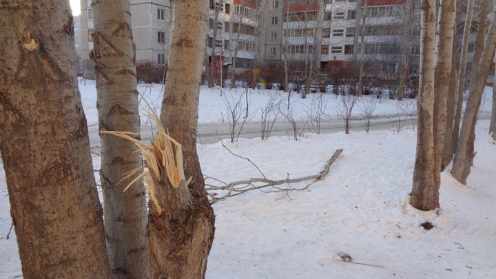 Аварийная бригада компании «Тепло Тюмени» поломала деревья и кустарники на Московском тракте