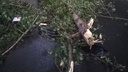 В Самаре водитель легковушки пытается добиться компенсации за упавшее на неё дерево