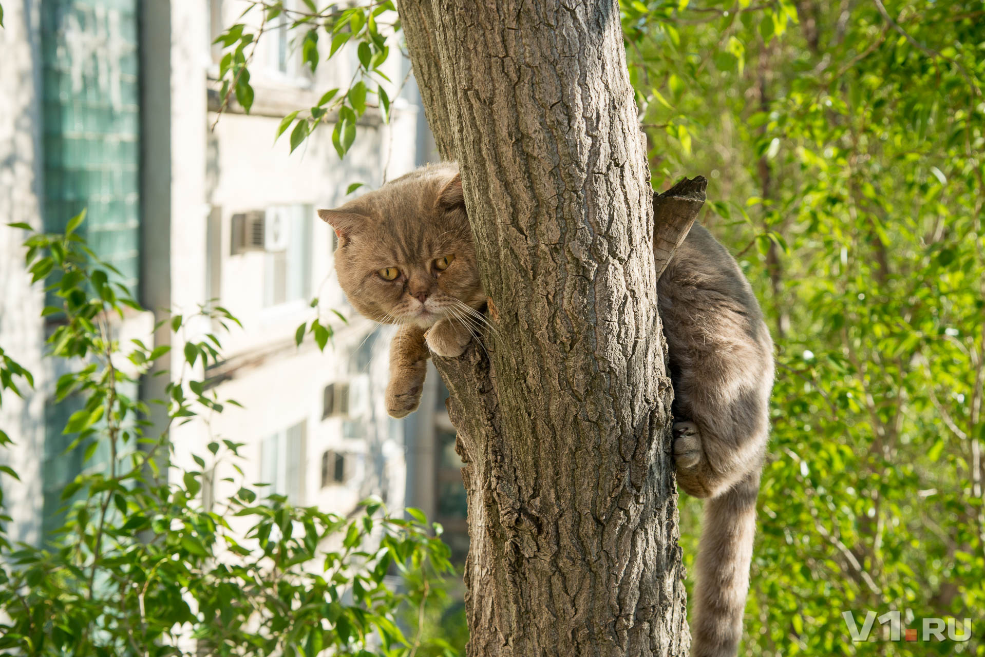 Кот карабкается на дерево