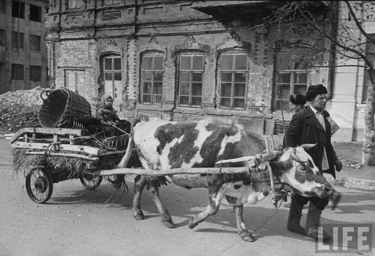 Послевоенная жизнь в ссср. Корова в телеге. Послевоенный транспорт. Тяжелые послевоенные годы в деревне.