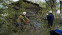 В Сызрани упавшая ветка тополя искалечила двух местных жителей