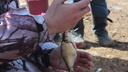 Не больше 5 кг: рыбакам Самарской области ограничили суточную ловлю