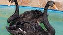 В самарском зоопарке впервые за много лет родились черные лебеди