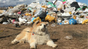Кто ответит за опасный мусор: чиновники порылись в незаконной свалке