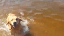 Самарцы открыли пляжный сезон с собаками