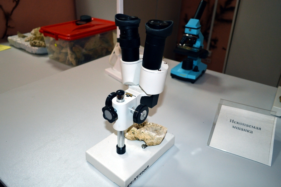 Посетителям предлагают рассмотреть окаменелости под микроскопом