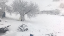 Ярославскую область засыпало майским снегом: подборка фото