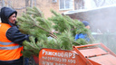 В Самаре коммунальные службы уничтожают новогодние елки в шредерах для деревьев