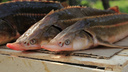 Архангелогородка попала под статью за продажу рыбы с кишечной палочкой