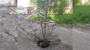 Грут — страж канализации: в Ярославле в открытый люк вставили большую ветку