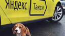 В Архангельске и Северодвинске начал работу сервис «Яндекс.Такси»