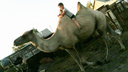 Проще коровы, редкий, как страус: на Южном Урале выставили на продажу верблюда