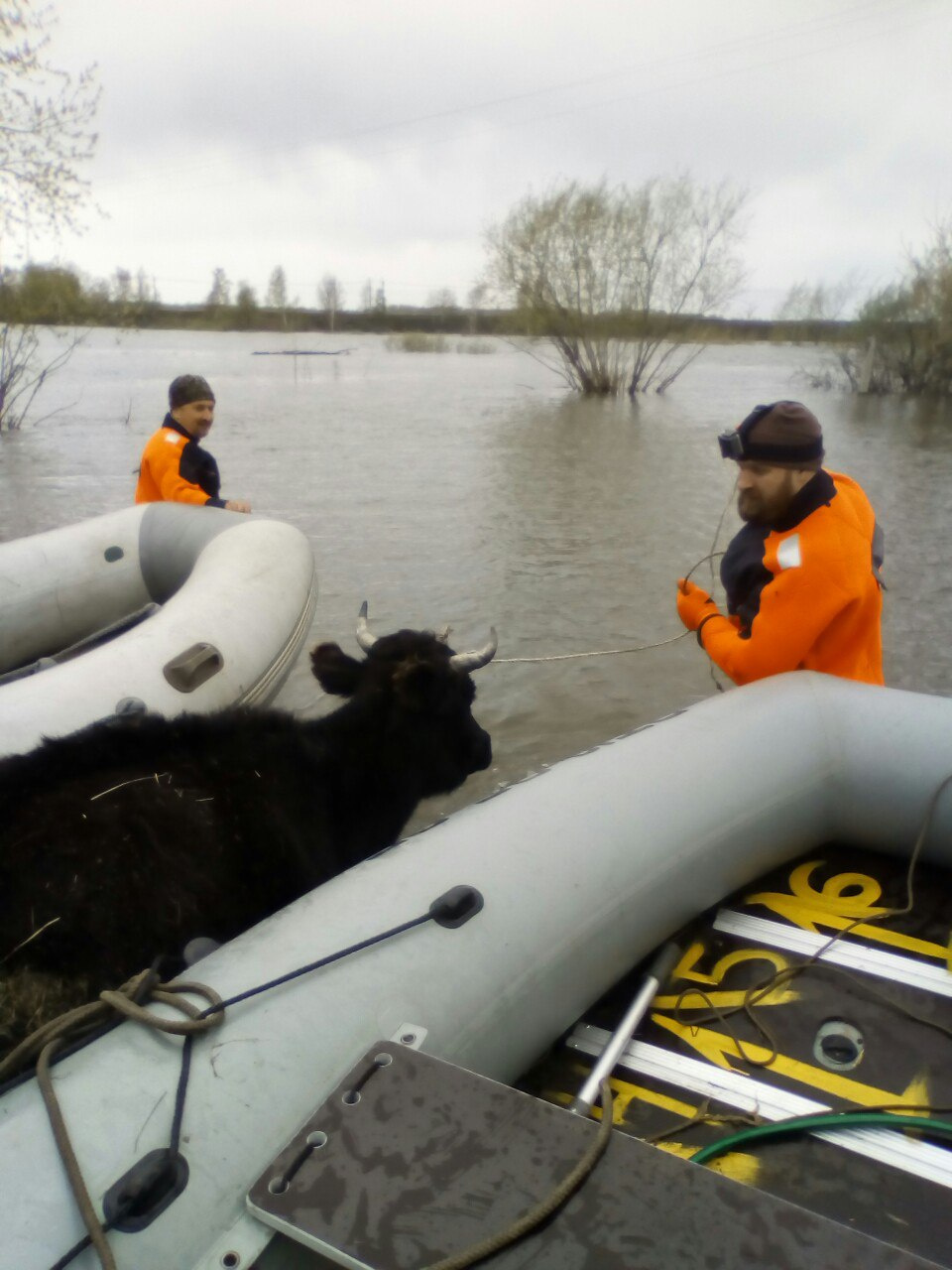 Спасатели помогают животным выбраться из водной ловушки.