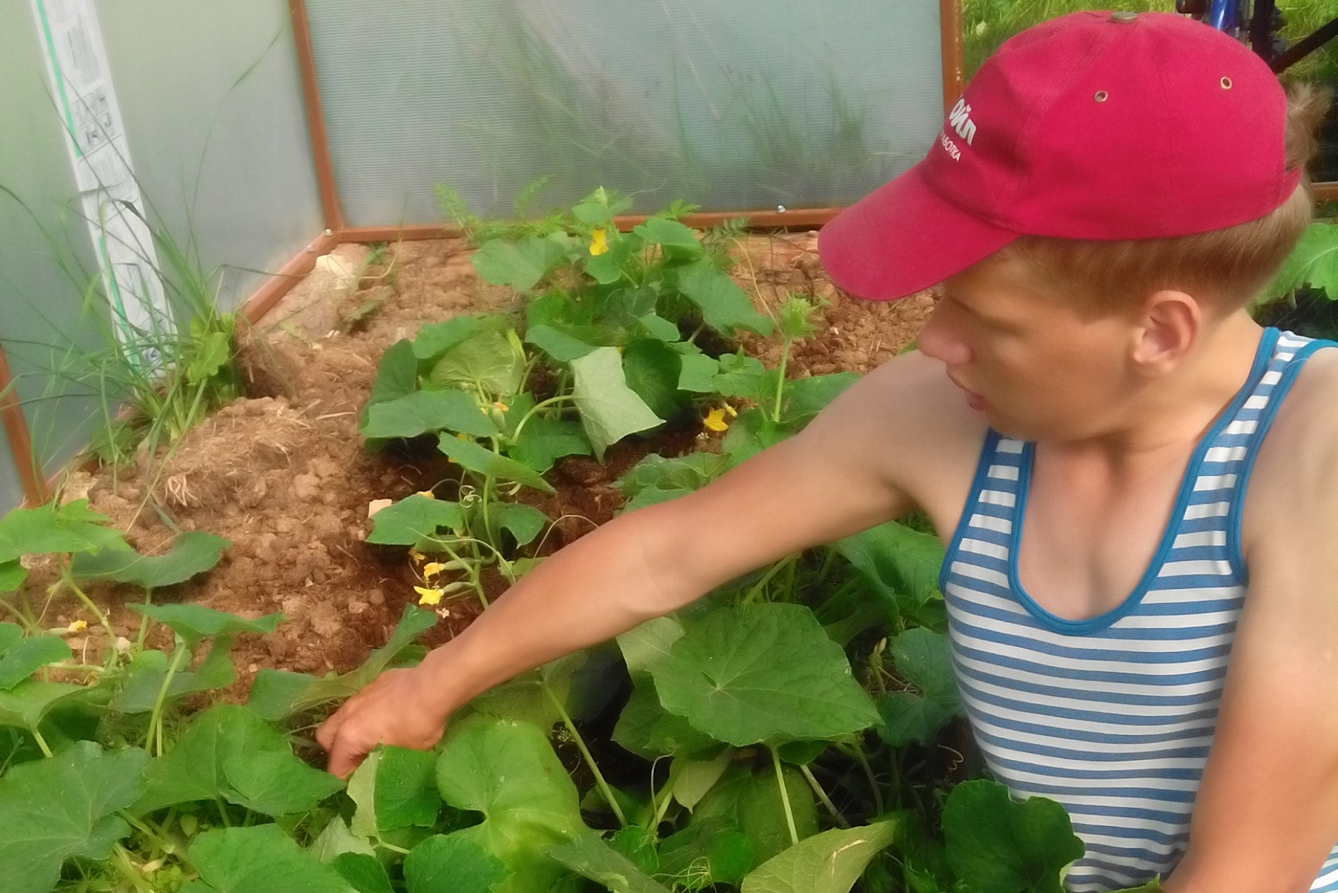 Летом на территории интерната дети сами выращивают овощи