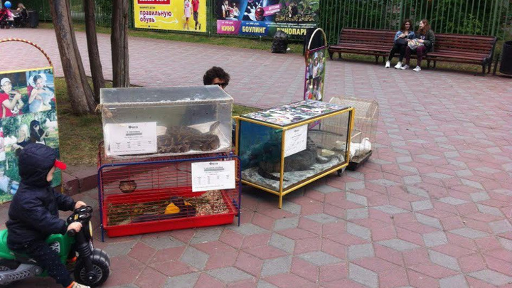 «Ужасная картина»: челябинцев возмутили условия для крокодила и змеи в парке Гагарина