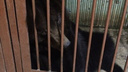 Медведица Маша из томского зоопарка переедет в Челябинск до 1 апреля