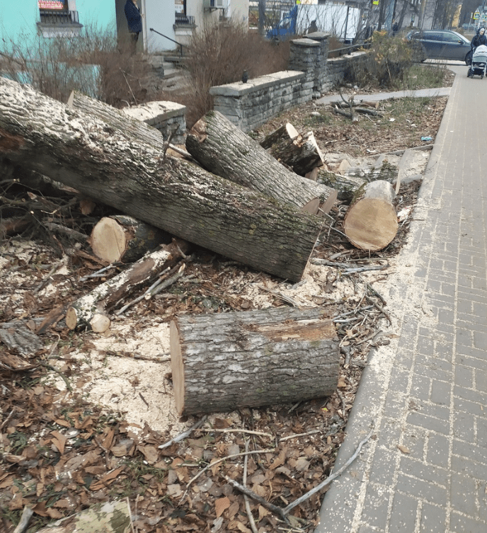 Вырубка деревьев по адресу Ярославский, 28