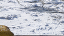 В дельте Северной Двины 8 человек провалились под лед