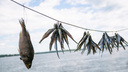 В Жигулевске дама незаконно выловила несколько килограммов рыбы