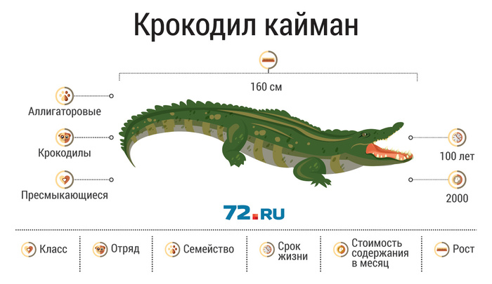 На рисунке изображены крокодил и фура длина крокодила