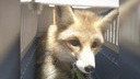 Зверёк с непростой судьбой: активисты «Мата-Мата» спасли лисёнка-отказника