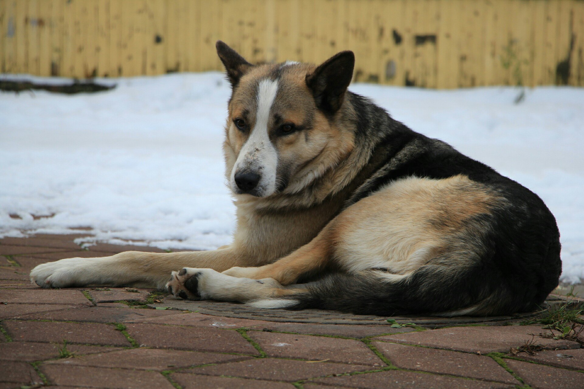 Знаменитый пес с Чумбаровки, которого многие уже считают местной достопримечательностью, снова оказался без крыши над головой