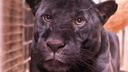 Черный ягуар Нуар из Самарского зоопарка отпраздновала свой день рождения
