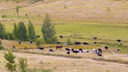 Карантин в Самарской области: 135 голов крупного скота заразилось дерматитом