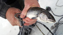 Ловили сетями: у южноуральского озера задержали троих мужчин со 105 кг рыбы