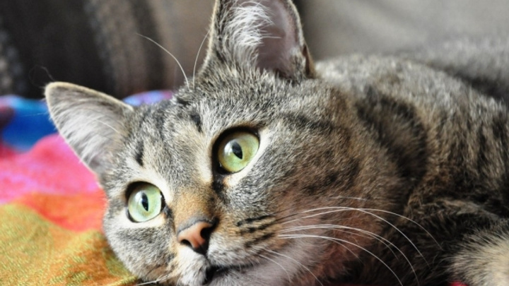 Летом в Тюмени откроется первое котокафе, где поселятся 20 кошек