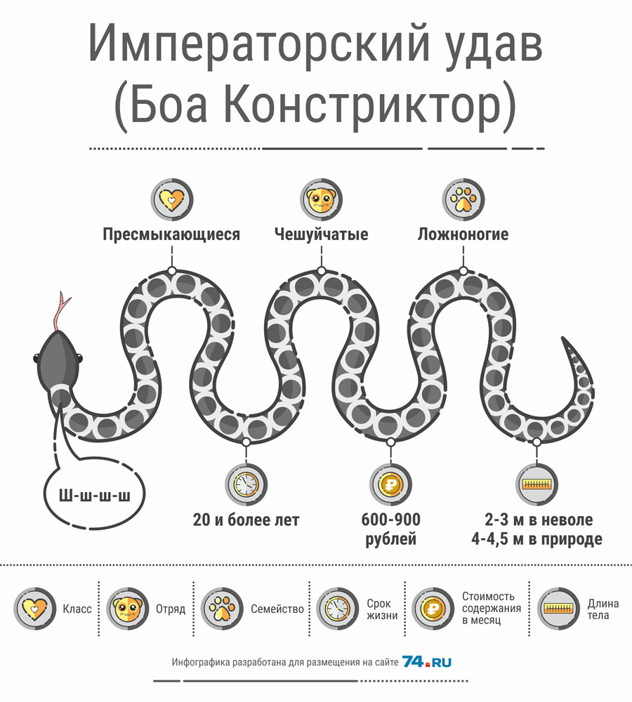 Скорость удава. Вес Императорского удава по возрасту таблица. График роста Императорского удава. Императорский удав Размеры по возрасту. Удав схема.