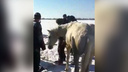 Видео: в Самаре спасатели достали из Волги лошадь