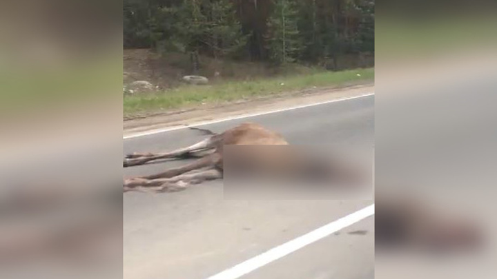 На трассе Пермь–Березники водитель иномарки сбил лося
