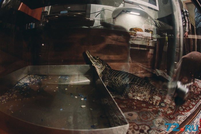 Живёт крокодил в террариуме, где у него есть небольшой бассейн и лампа