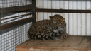 В Самаре зоопарк выставил на продажу котят пум и ягуаров