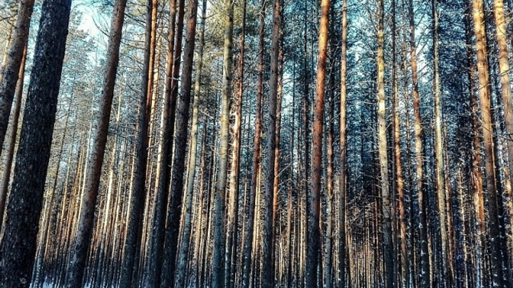 Рубщика леса из Прикамья осудят за упавшее на тракториста дерево