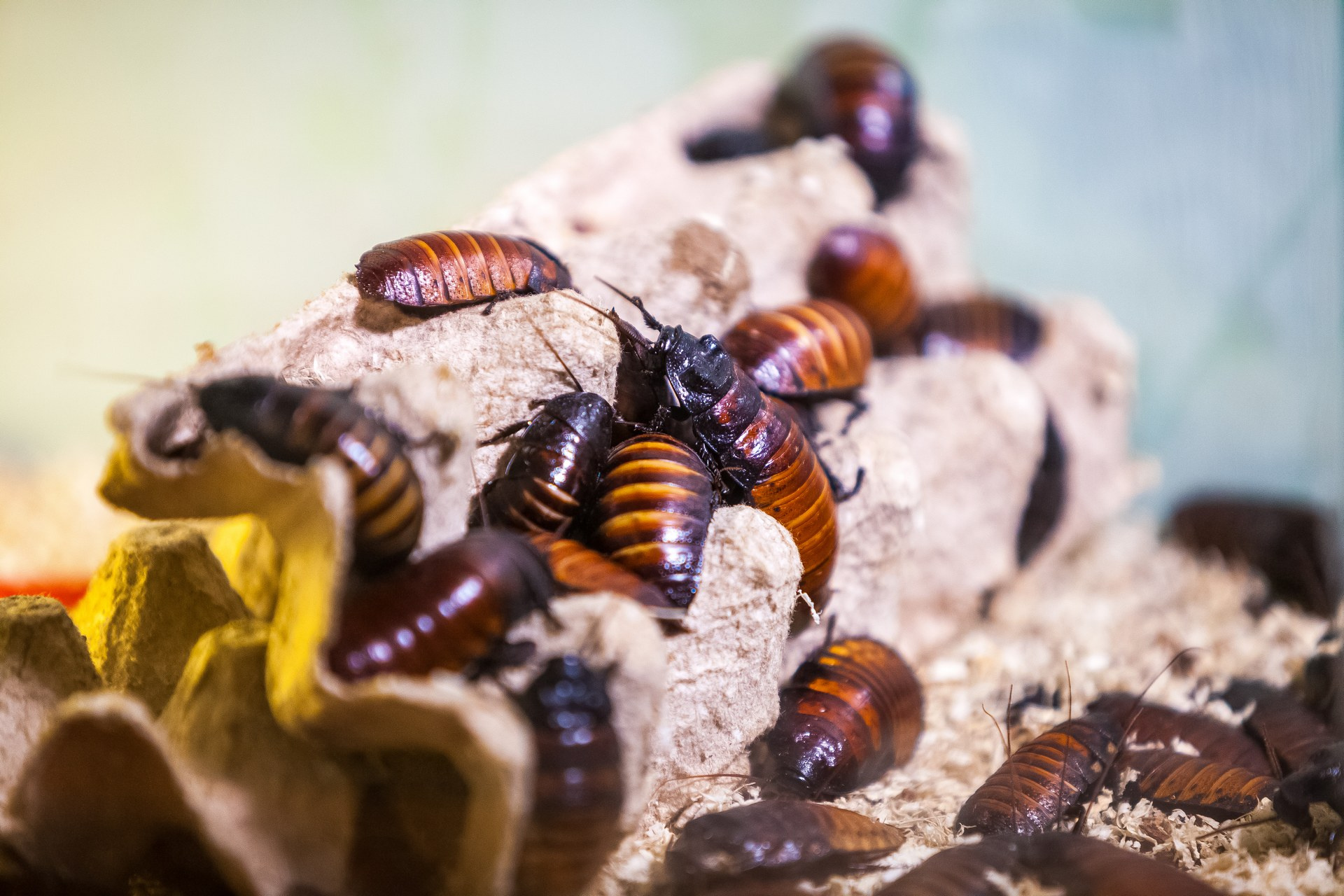 У Мити больше сотни тараканов — взрослых особей и совсем маленьких новорожденных