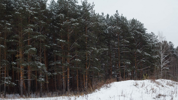 Охотники бьют тревогу: в Тюменской области из-за снежного марта волки стали выходить из леса к людям