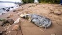 «То ли русалка, то ли рыба»: на набережной нашли 50-килограммового сома