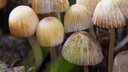 В Тольятти девятилетний мальчик отравился грибами