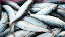 В Поморье двух предпринимателей заподозрили в хищении почти миллиона «рыбных» рублей