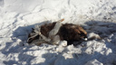 В Заволжском районе Ярославля шкура убитого лося месяц лежит рядом с домами