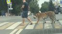 В Самаре на Молодогвардейской мужчина выгуливал тигра на поводке