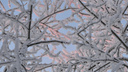 Первое января в Поморье выдастся снежным и теплым