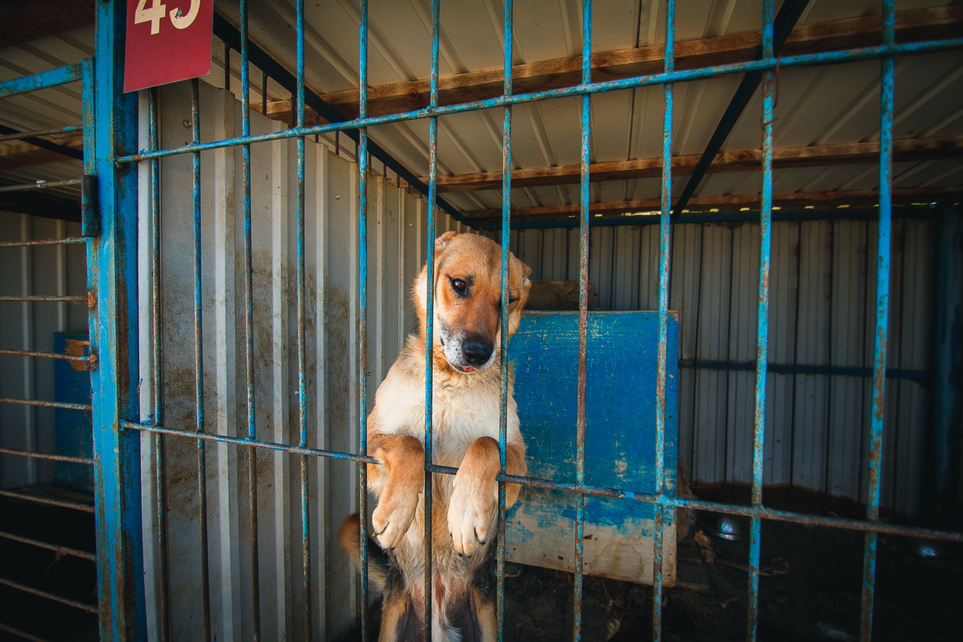 Приют для собак в Тюмени
