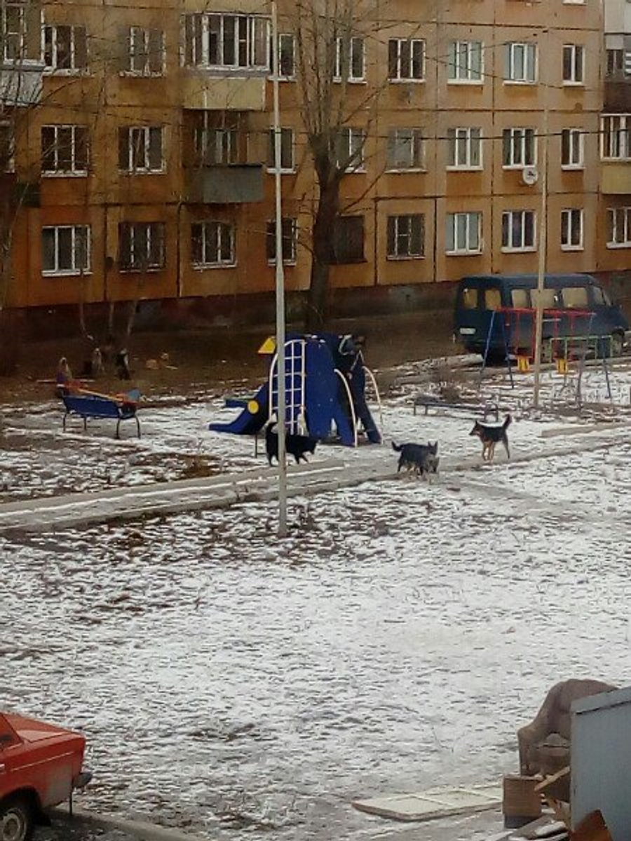 Ребенок спасся от стаи, забравшись на горку.
Ребенок спасся от стаи, забравшись на горку.