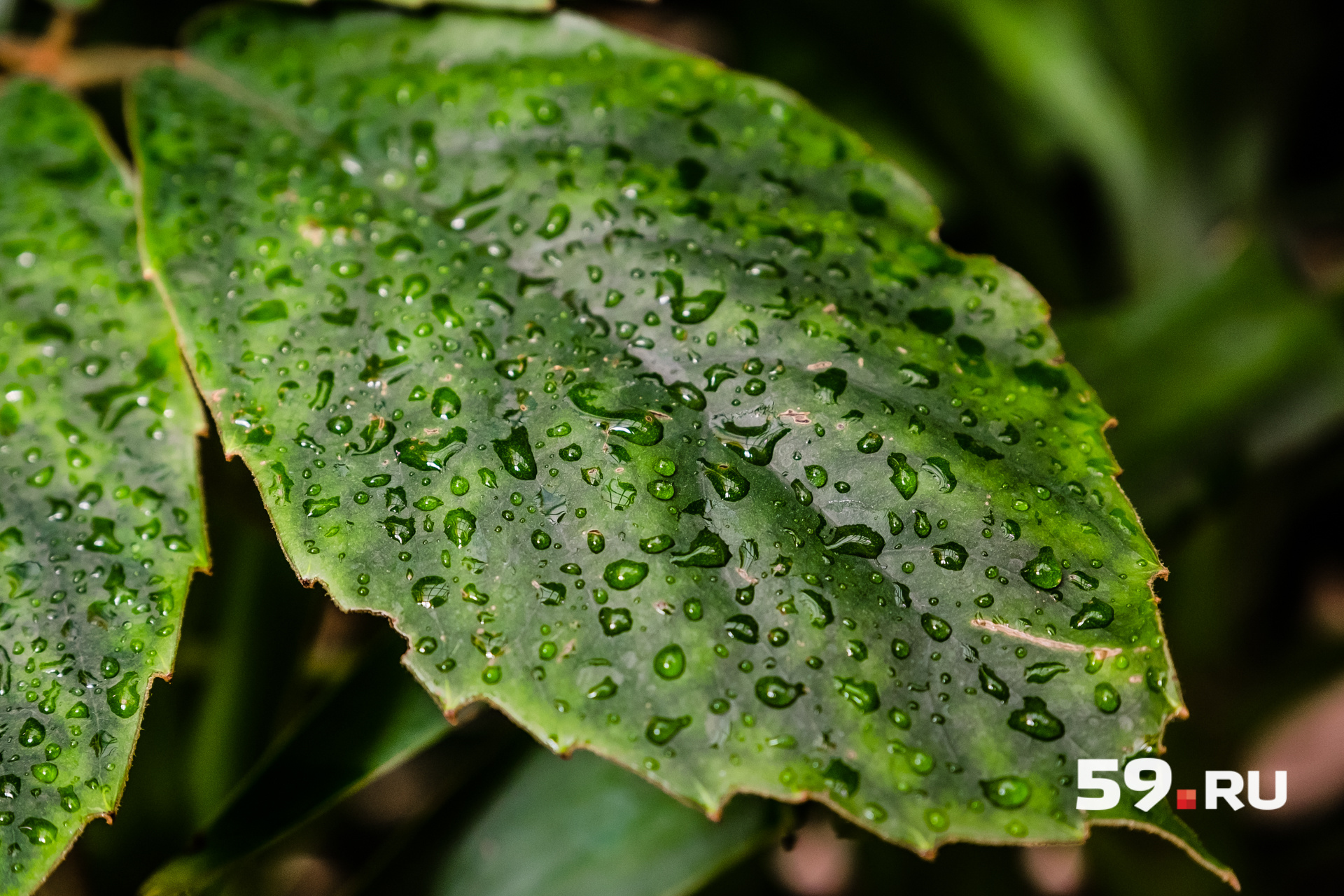 Если листья растений становятся мягкими и начинают увядать, их нужно чаще поливать