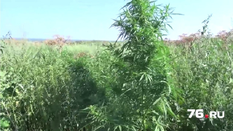 Собрал в поле коноплю поймали к каких штатах америки разрешена марихуана
